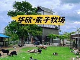 牧场养什么升级最快(牧场改版后养什么好点)