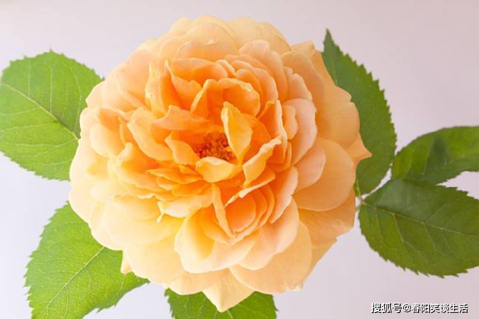 经典短语(错过了就错过了的句子经典短语) 经典短语(错过了就错过了的句子经典短语)