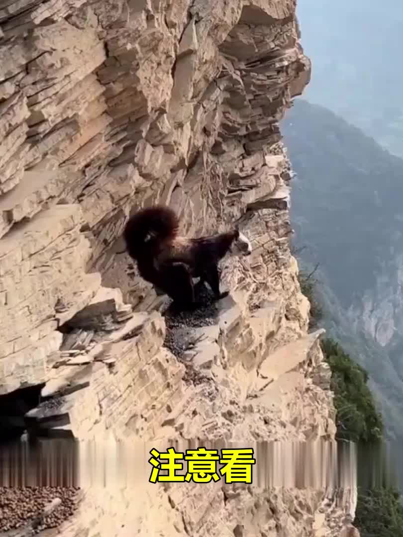 纵身一跃(纵身一跃电影在线播放免费) 纵身一跃(纵身一跃电影在线播放免费)