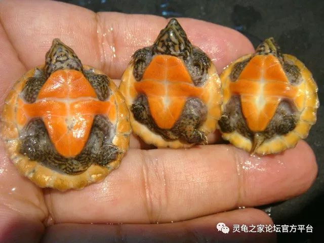 灵龟之家论坛(灵龟之家论坛在线观看) 灵龟之家论坛(灵龟之家论坛在线观看)